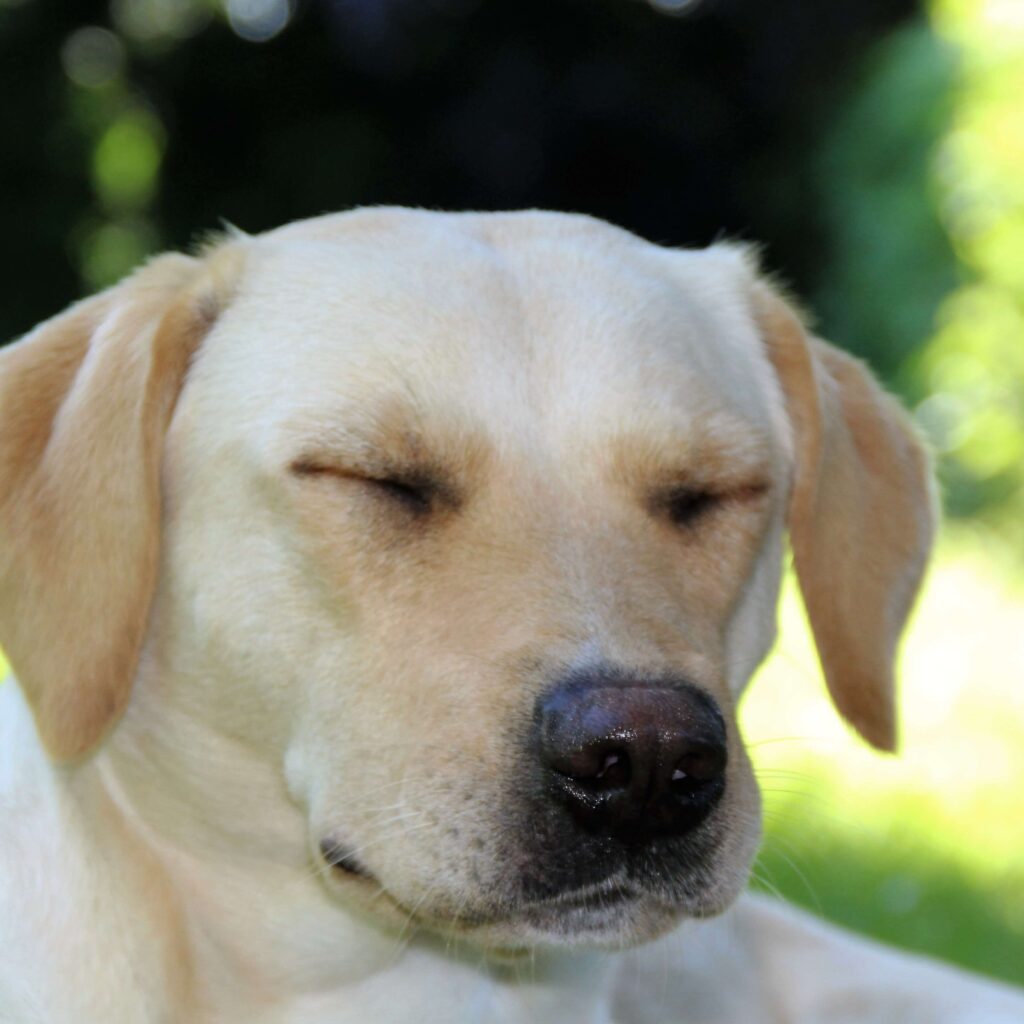 hund med lukket øjne