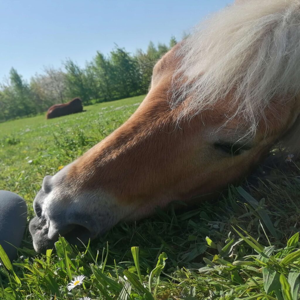 hest ligger i græs