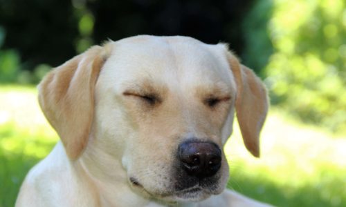 hund med lukket øjne